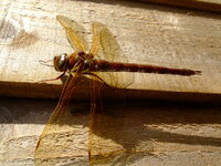 DSCF0706.JPG