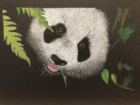 IMG_3237.jpeg
