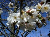 DSCF2386.JPG