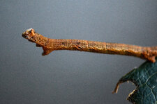 looper_caterpillar.jpeg