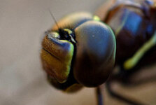 dragonfly_head2.jpg