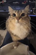 cat-cat-kiss.gif