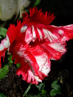 DSCF2425.JPG
